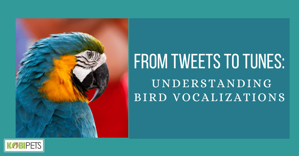 From Tweets to Tunes: Understanding Bird Vocalizations