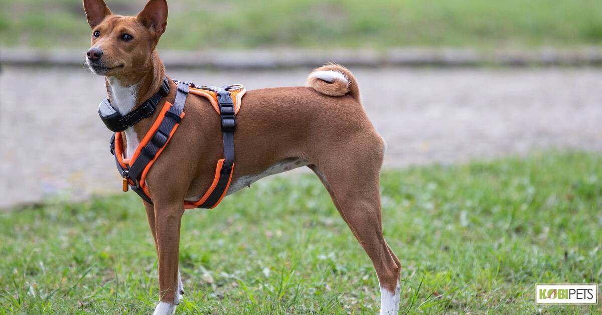 Front-clip harness
