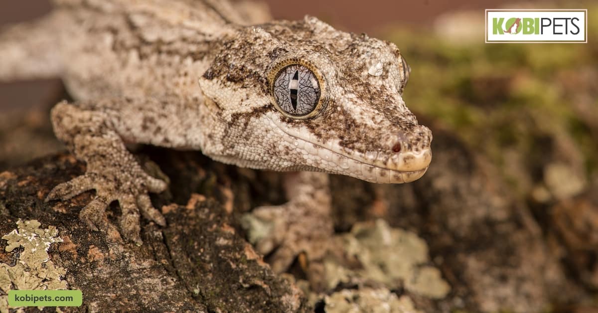 Gargoyle Gecko