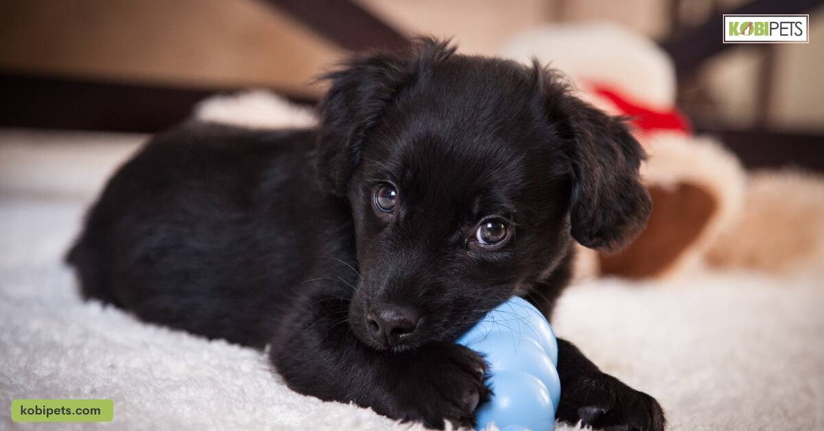 Give Them Chew Toys