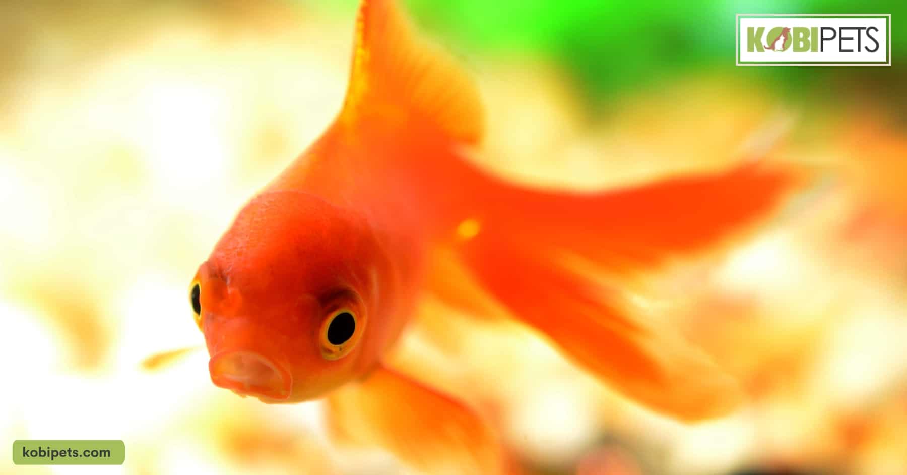 Goldfish