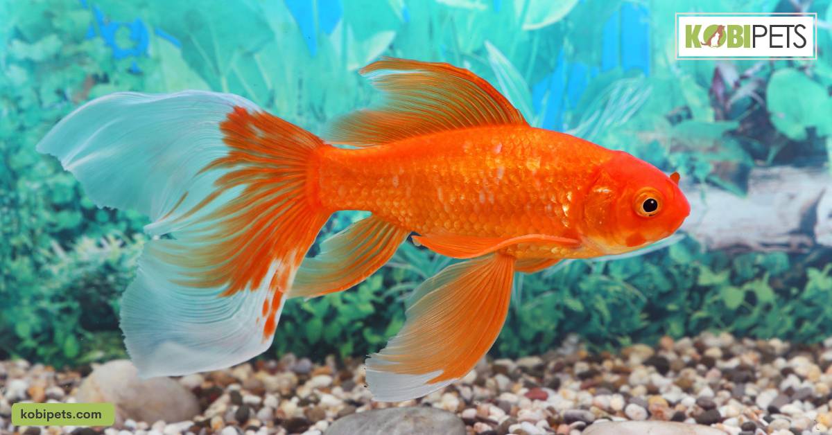 Goldfish