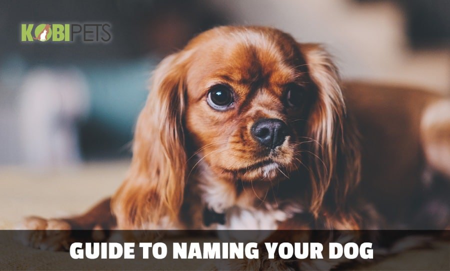 How to Name Your Dog and Not Regret It