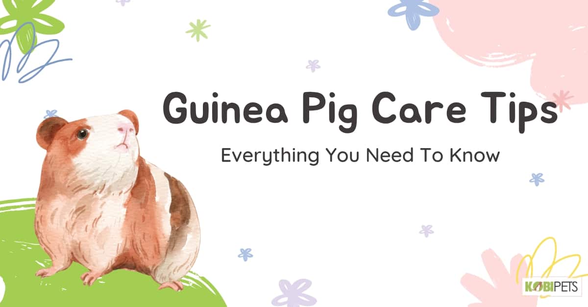 Guinea Pig Care Tips: Everything You Need To Know