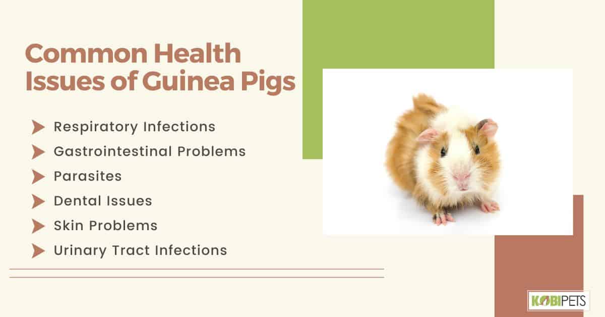 Common Health Issues