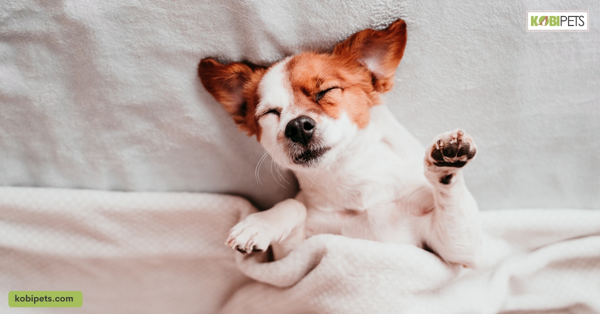 10 Reasons Your Dog Jumps on Your Bed When You’re Not Home