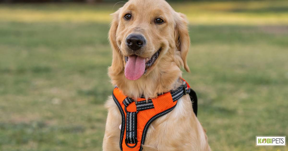 Harness