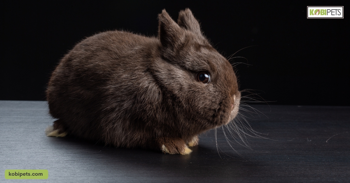 The 11 Best Pet Rabbit Breeds for Children