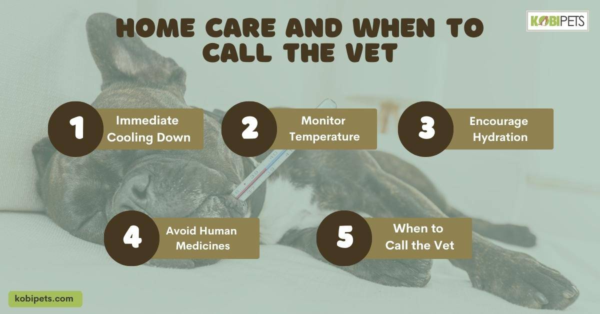 How to Check Your Dog’s Body Temperature?