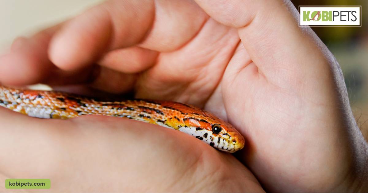 A Complete Guide to Determine Your Snake’s Sex