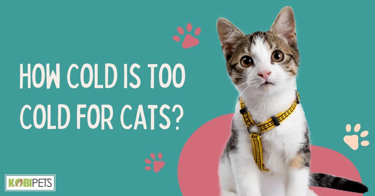 How Cold is Too Cold for Cats?