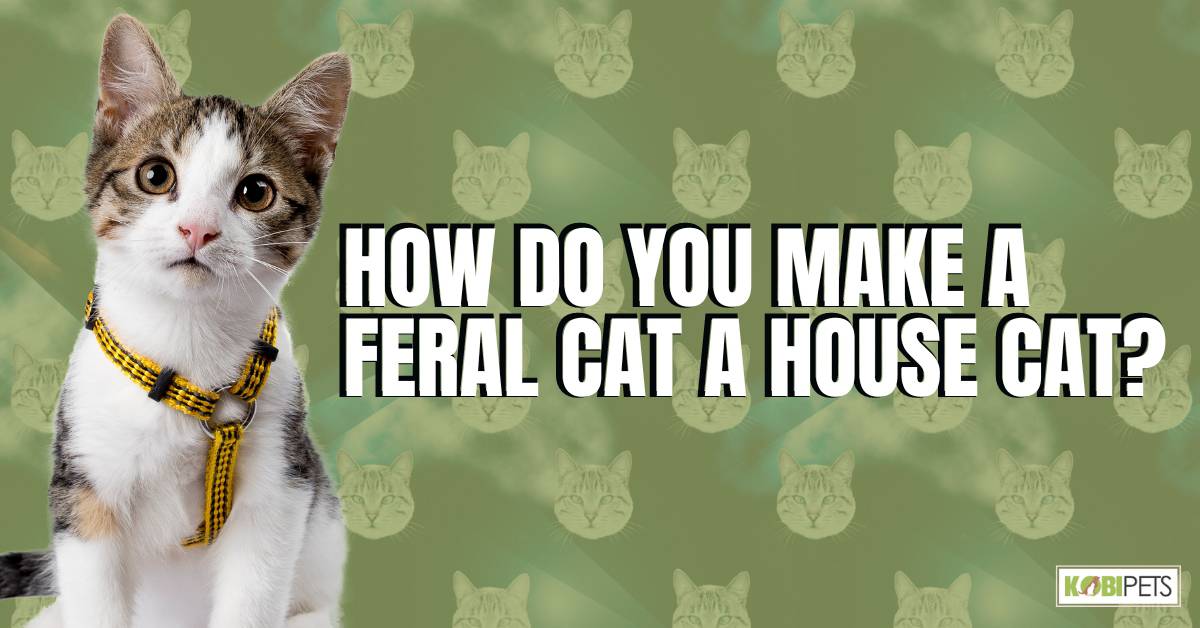 How Do You Make a Feral Cat a House Cat?