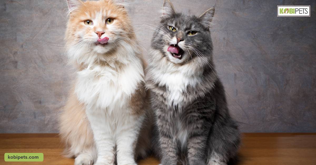 How Expensive Is a Hypoallergenic Cat?