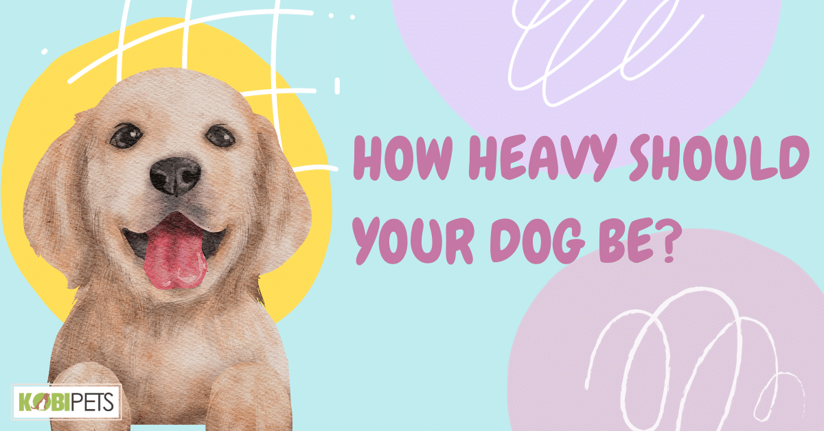 How Heavy Should Your Dog Be?