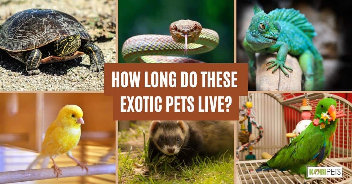 How Long Do These Exotic Pets Live?