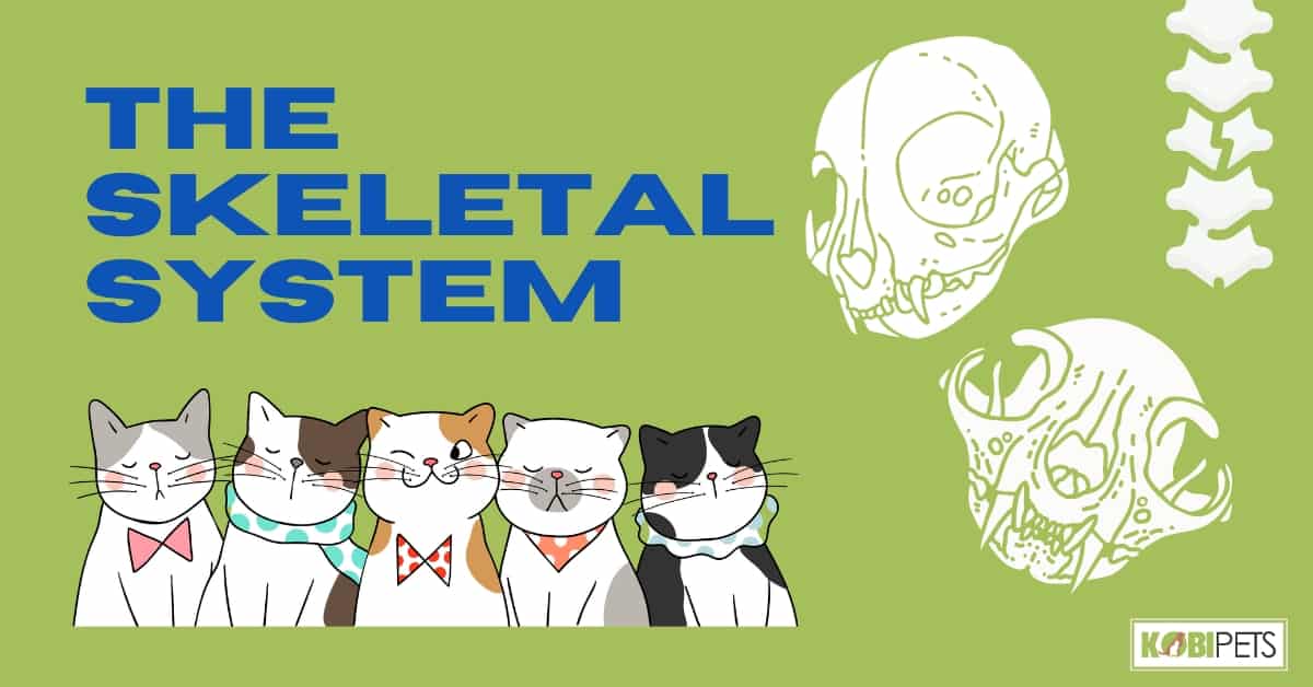 How Many Bones Are There in a Cat?