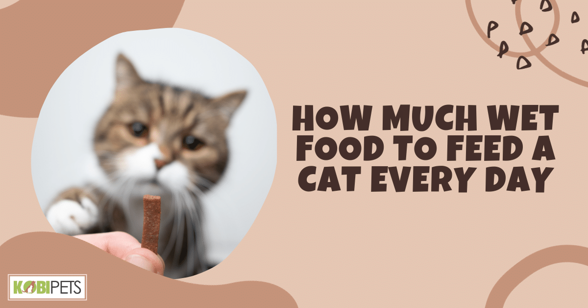 How Much Wet Food to Feed a Cat Every Day
