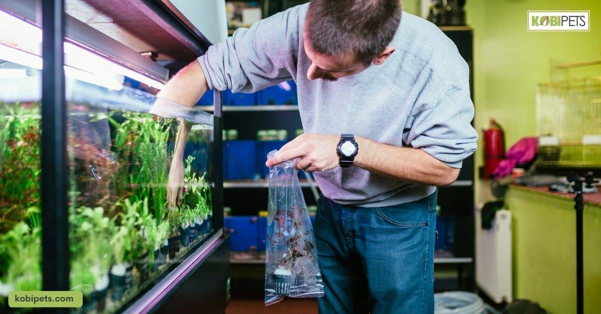 How Pet Fish Can Provide Companionship and Decrease Loneliness