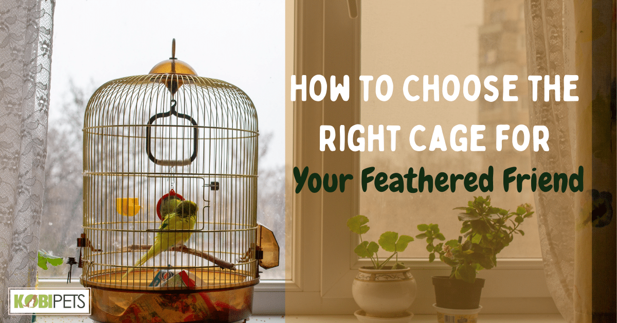 How to Choose the Right Cage for Your Feathered Friend