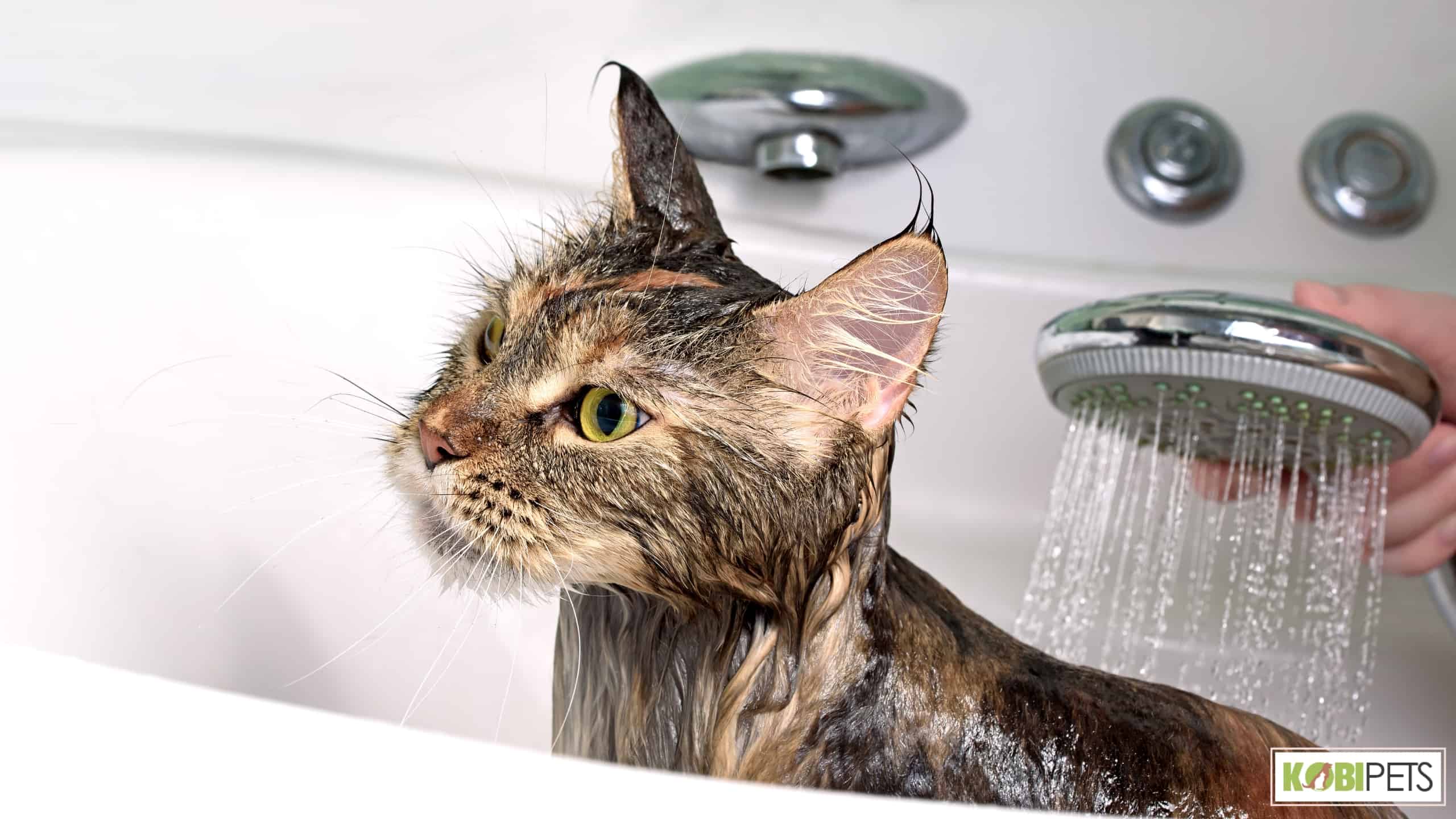 How to Give Your Cat a Bath