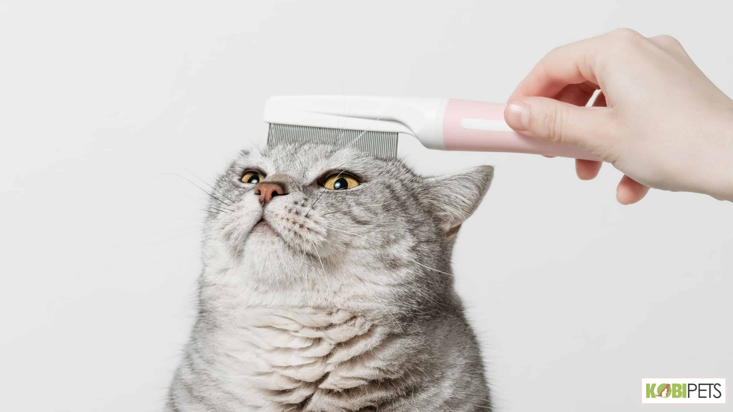 How to Groom with a Brush or Comb