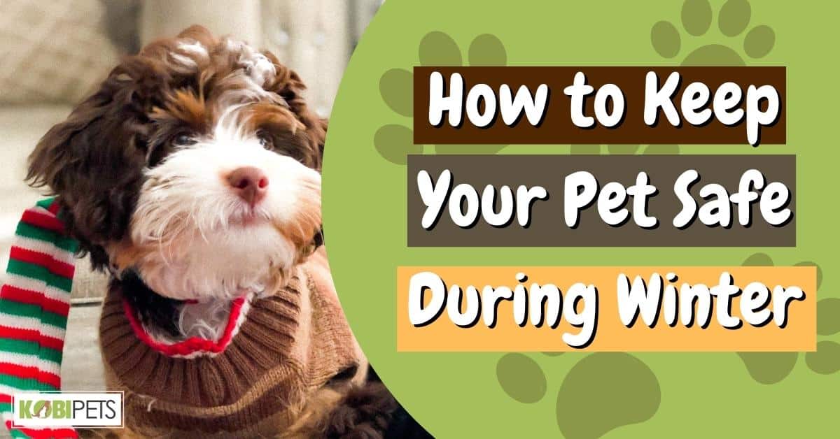 How to Keep Your Pet Safe During Winter