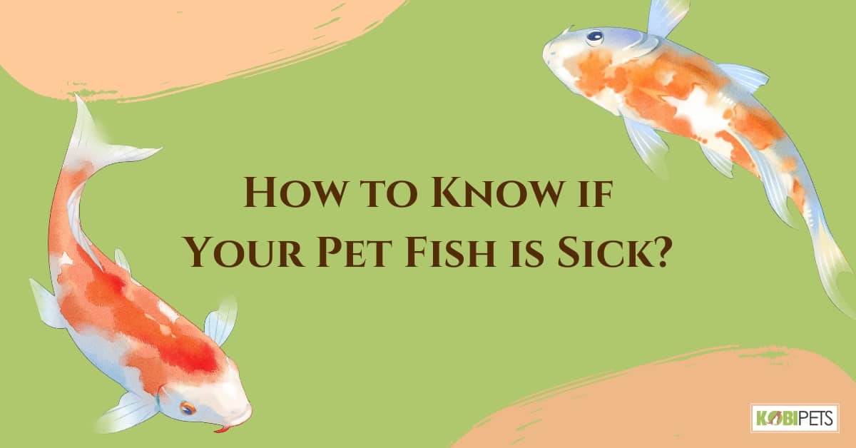 How to Know if Your Pet Fish is Sick?