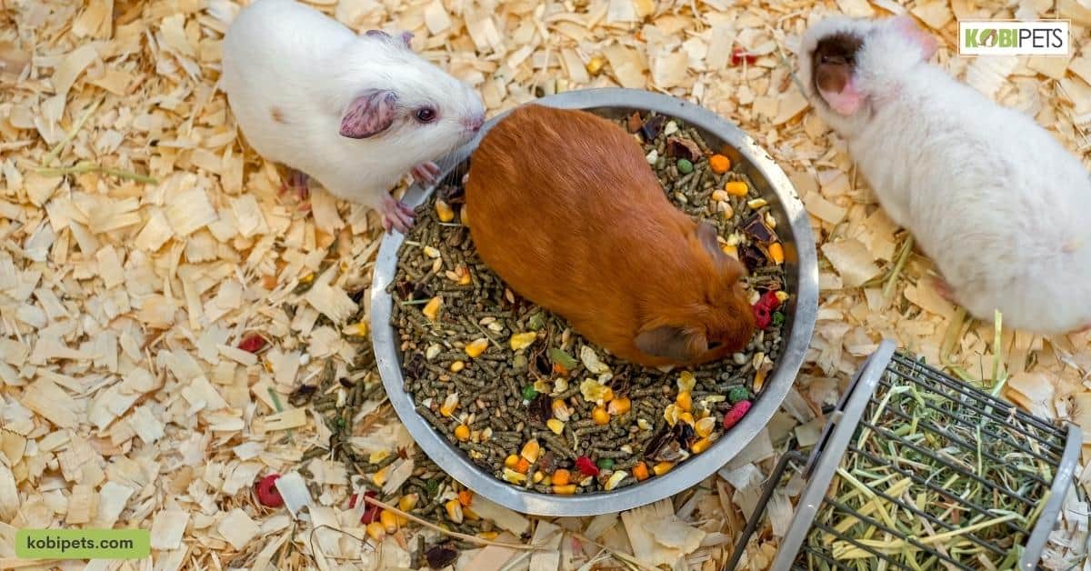 How to Provide Social Interaction for Different Exotic Pets