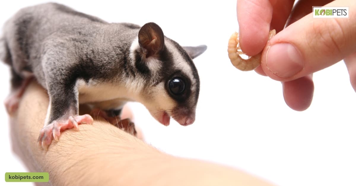 How to socialize and bond with your Sugar Glider