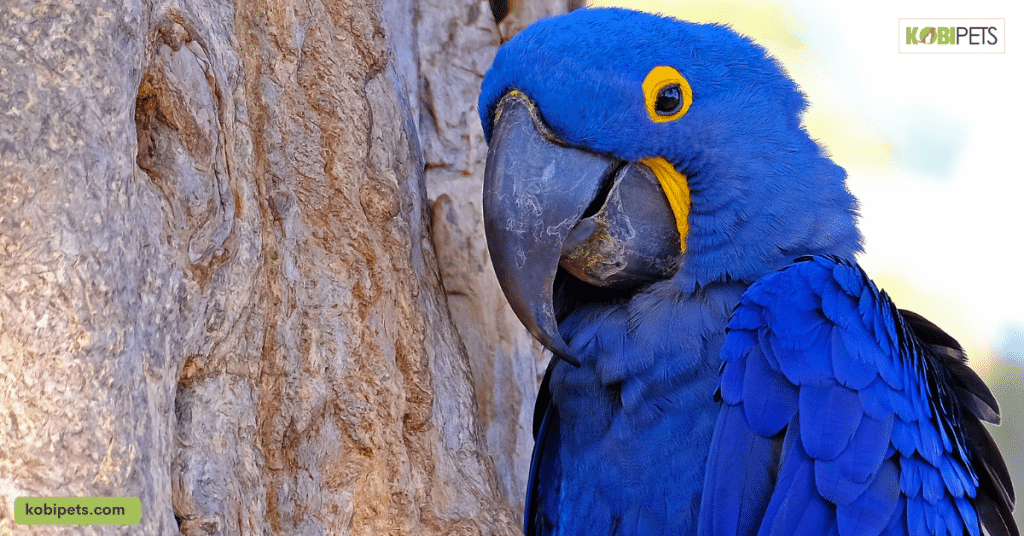 8 Unique Parrot Species That Steal the Show