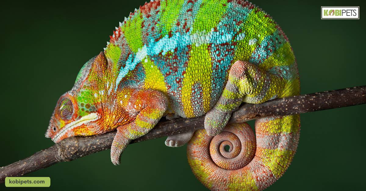 Easy Baby Chameleon Care: 7 Tips and Facts