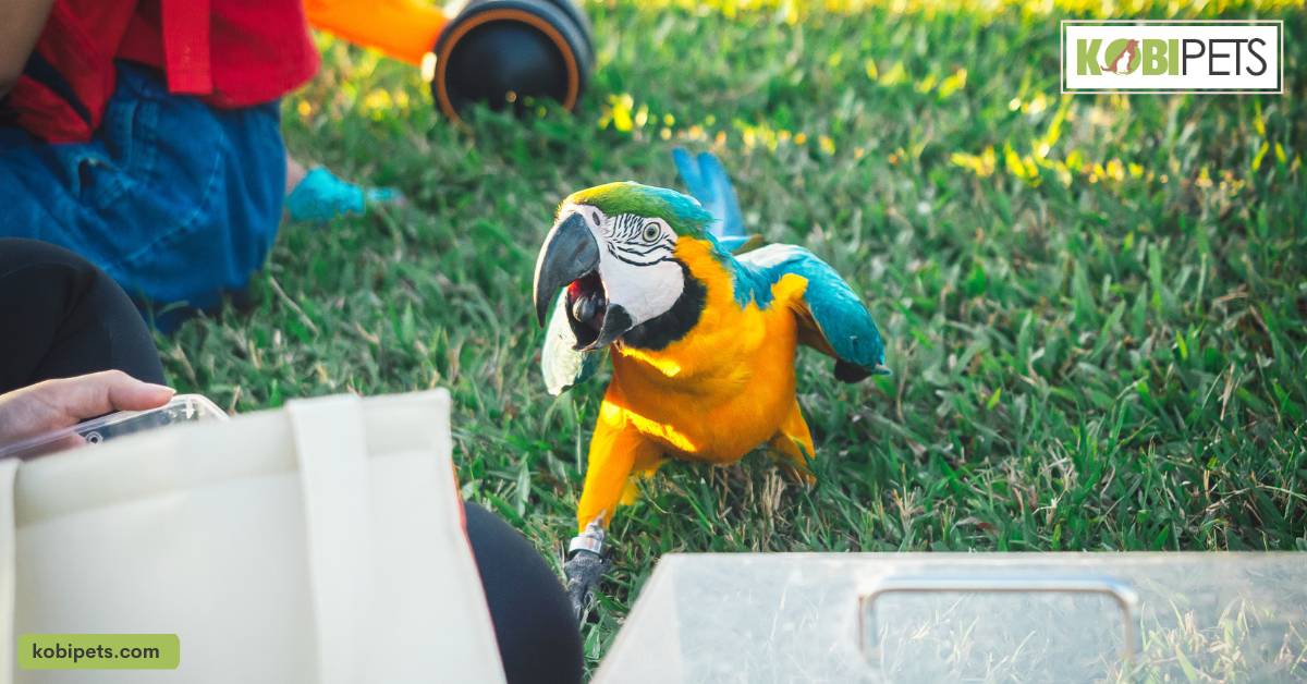 Identifying an Emergency in Exotic Pets