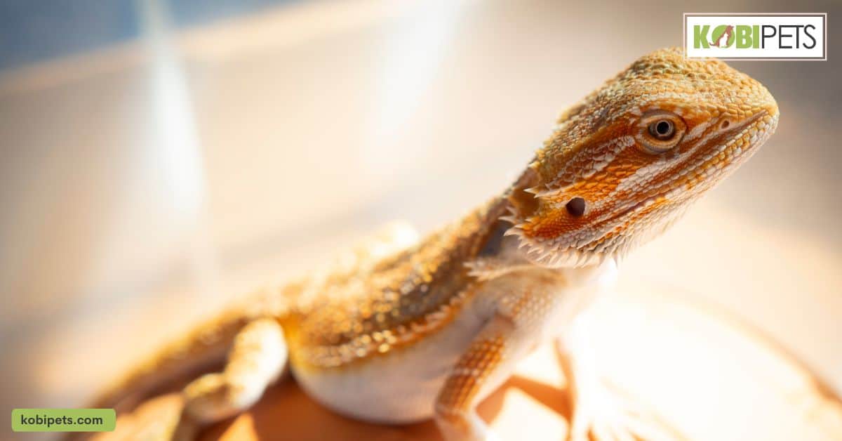 Impact of Captivity on the Natural Behavior of the Animal