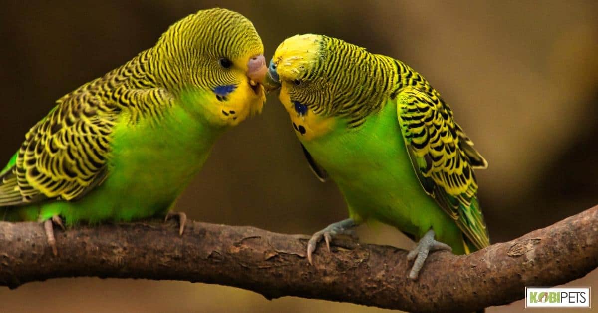 Importance of Proper Care of Budgies as Pets