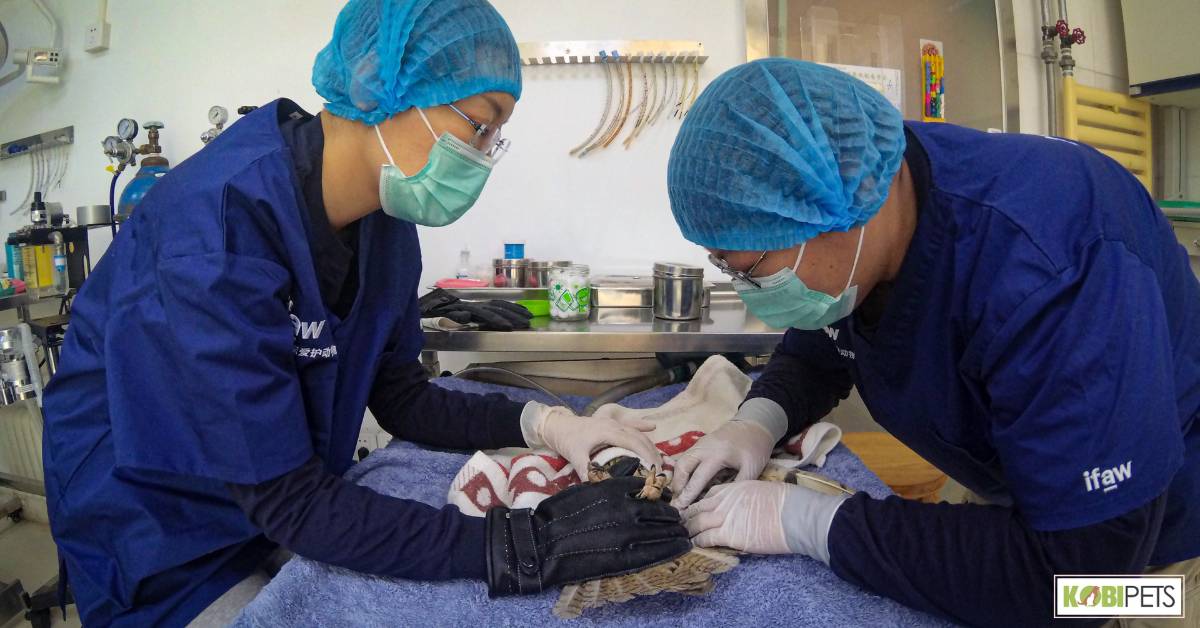 Importance of Regular Check-Ups With a Veterinarian