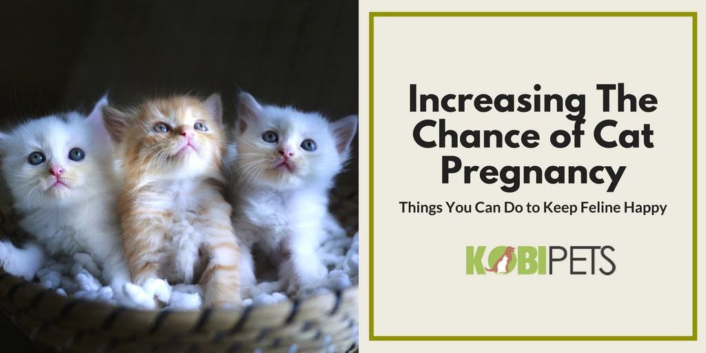Things You Can Do to Improve the Chance of Cat Pregnancy