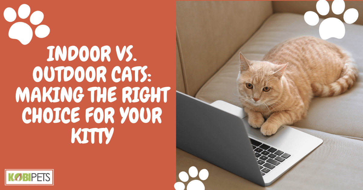 Indoor vs. Outdoor Cats: Making the Right Choice for Your Kitty