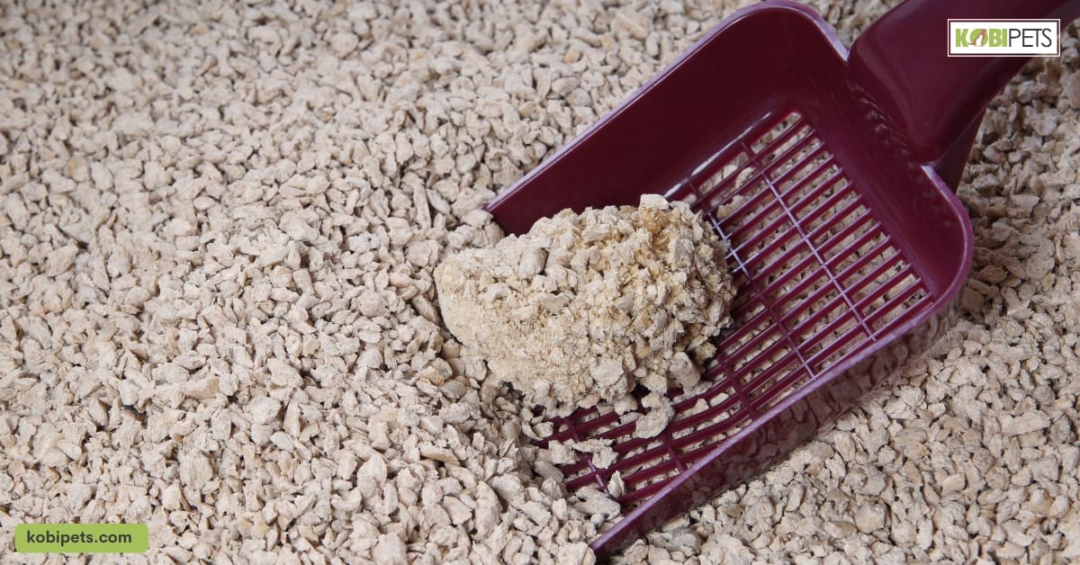 Introduce the Litter Box to Your Rabbit
