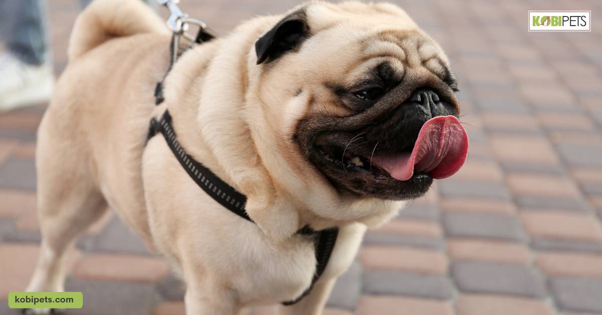 How to Train a Pug Puppy?