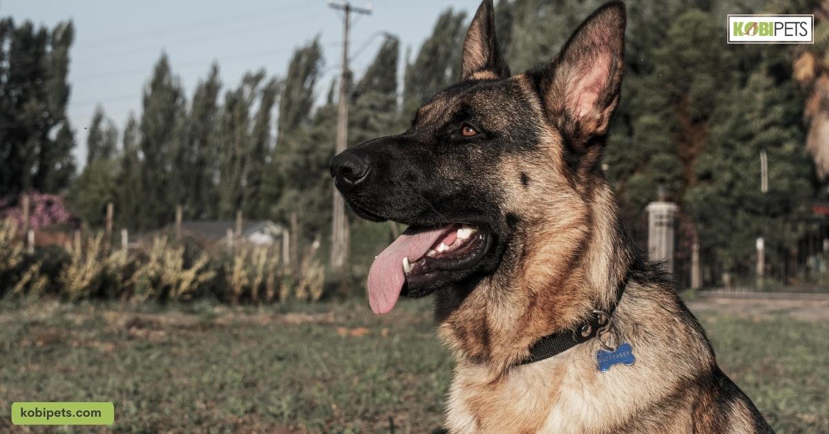 Is a German Shepherd Dog Right for You?