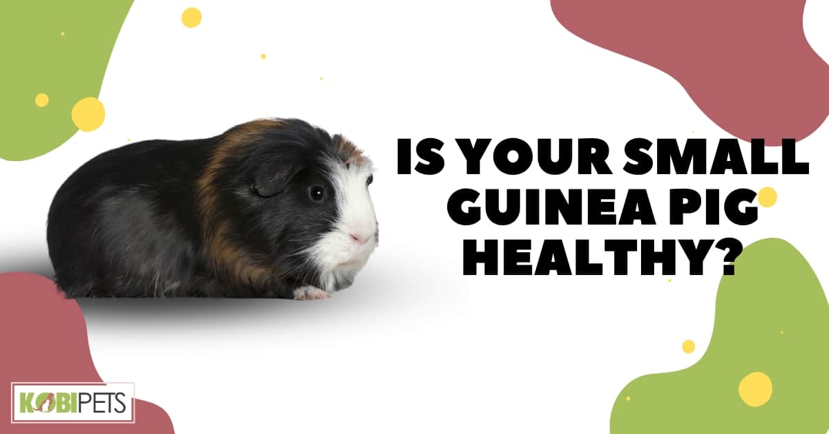 Is Your Small Guinea Pig Healthy?