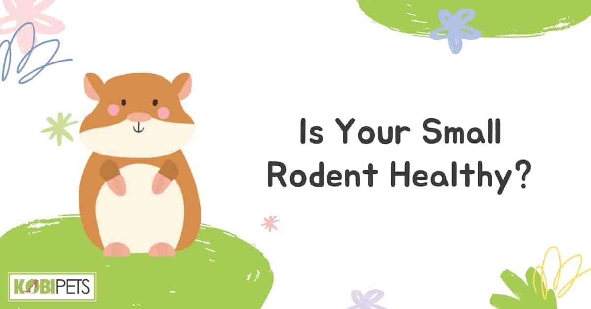 Is Your Small Rodent Healthy?