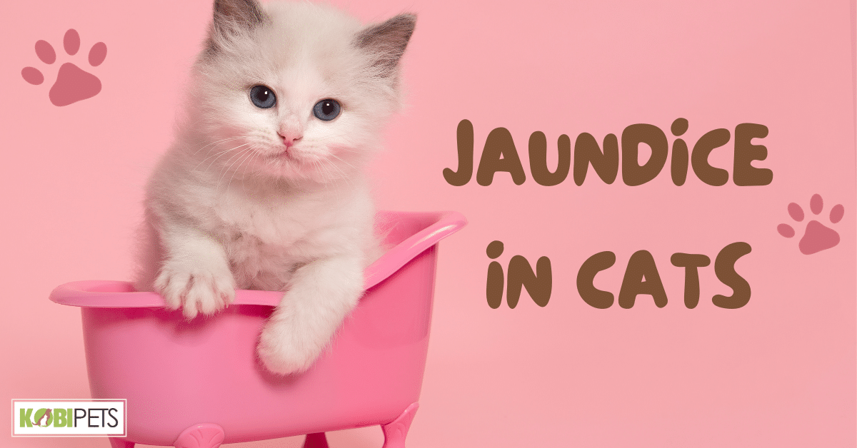 Jaundice in Cats