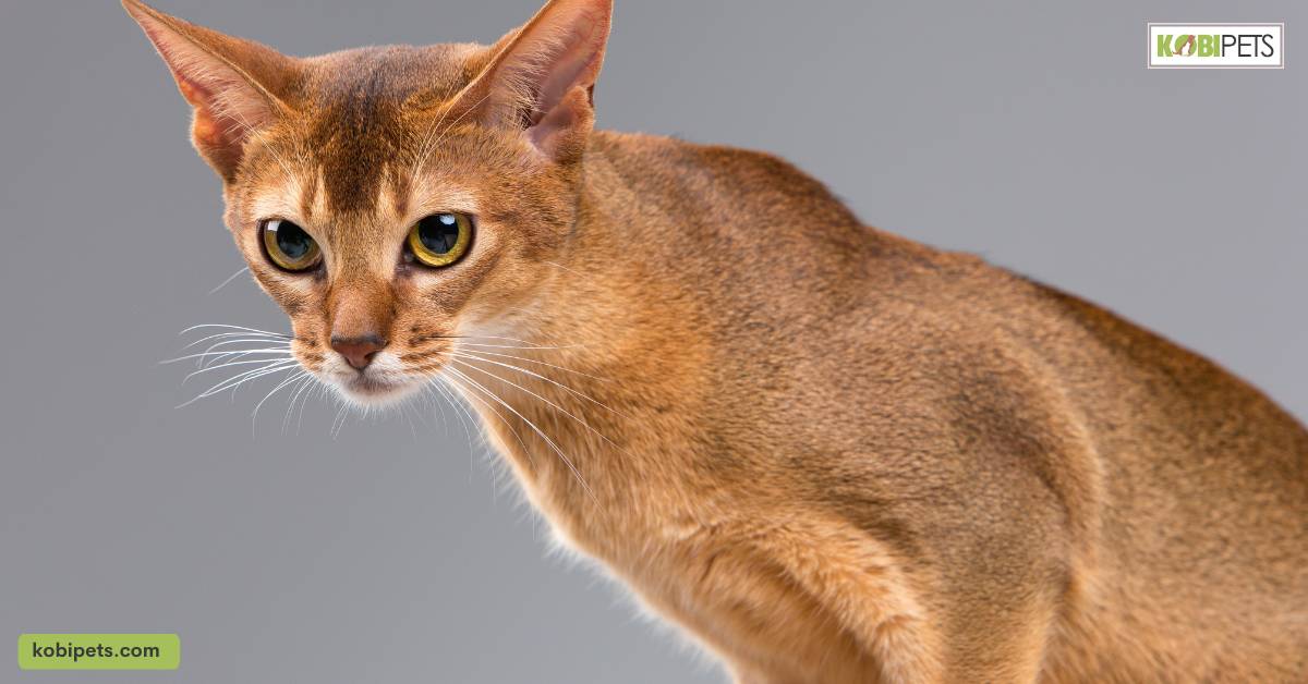 Javanese Cats