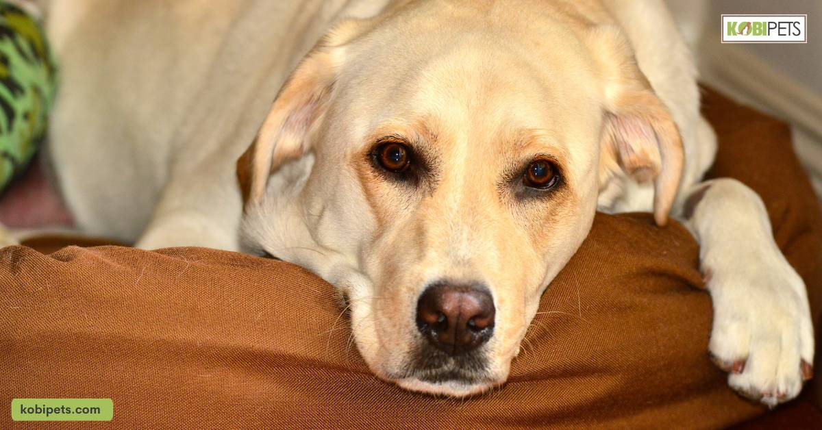 Kennel Cough