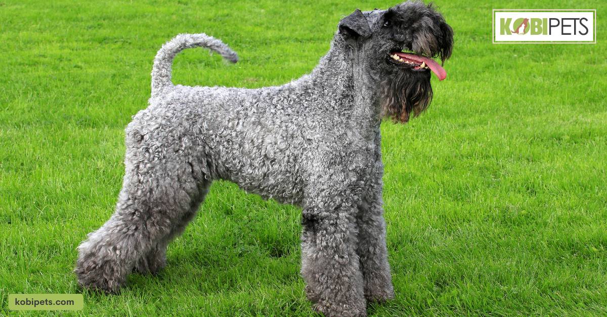 Kerry Blue Terrier