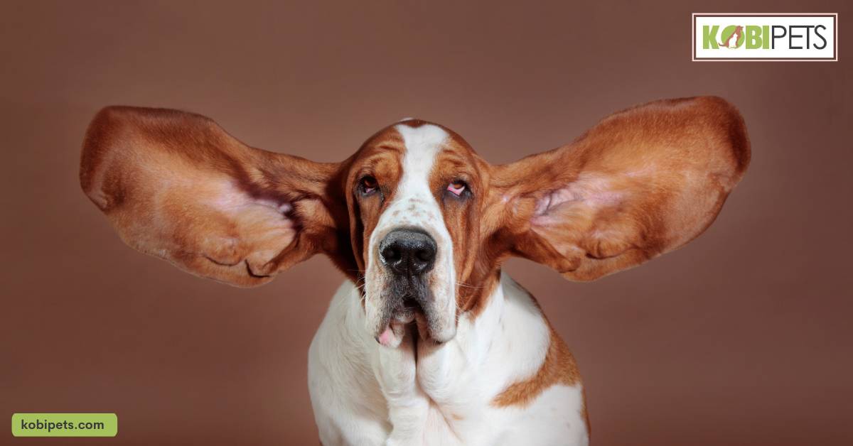 Preparing for Ear Cleaning: Gathering the Right Tools and Supplies
