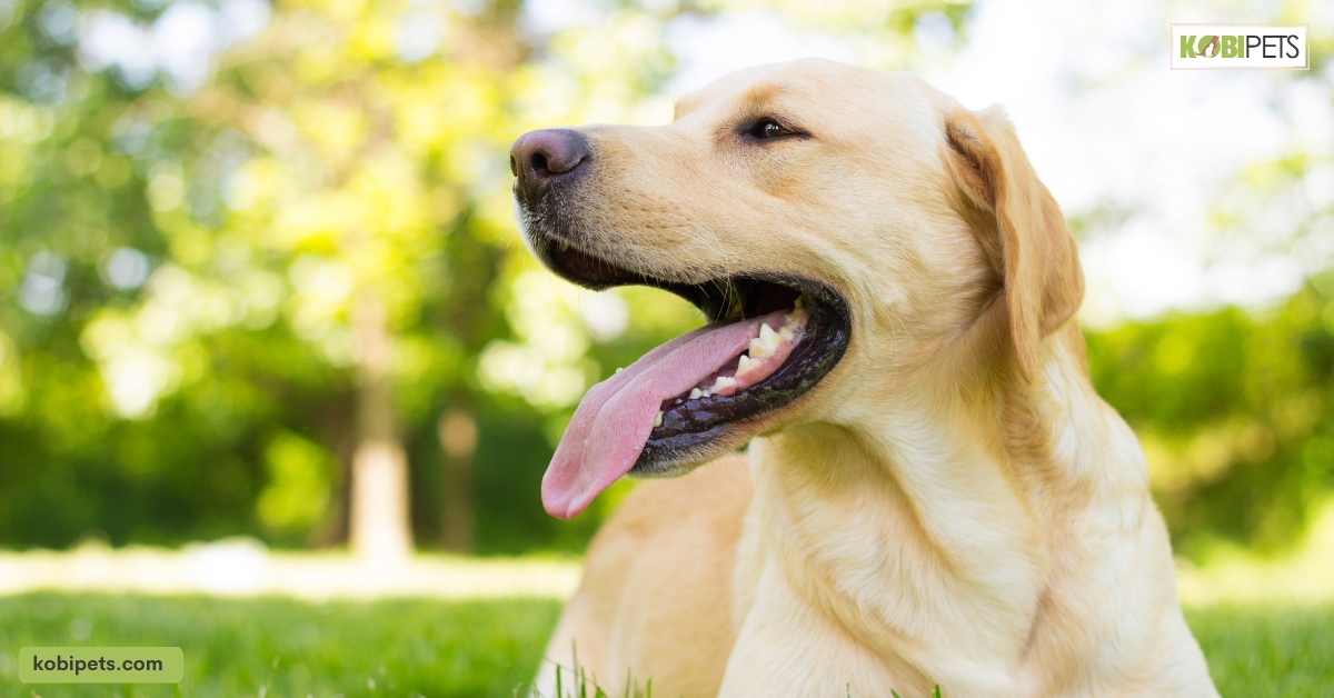 Labrador Pros and Cons: 14 Things to Consider Before You Commit