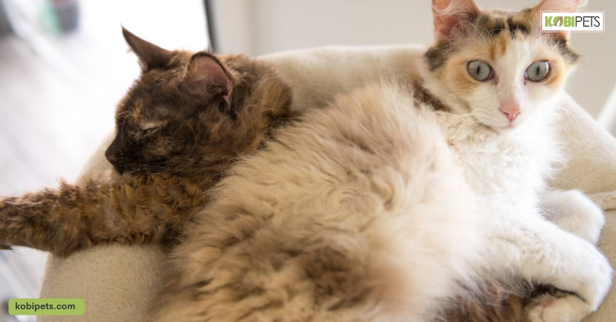 LaPerm Cats