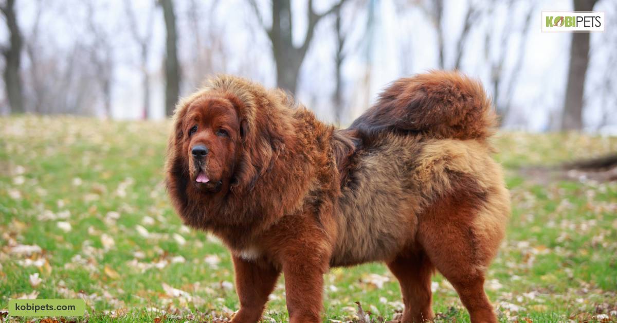 Large Breed Dogs